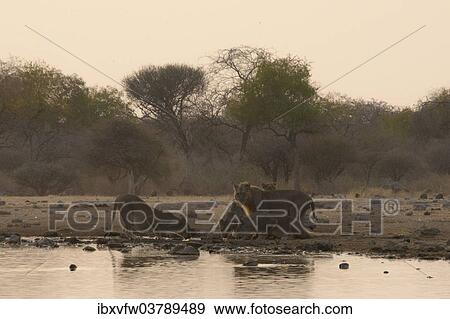 "Lions (Panthera leo), pride of lions drinking at the watering hole, Klein Namutoni waterhole, Etosha National Park, Namibia, Africa" View Large Photo Image Stock Photo - "Lions (Panthera leo), pride of lions drinking at the watering hole, Klein Namutoni waterhole, Etosha National Park, Namibia, Africa". Fotosearch
