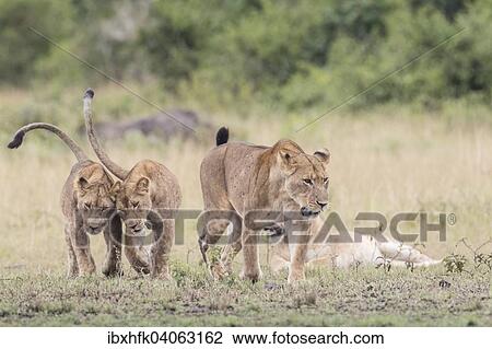 Stock Image - "Lions (Panthera leo), Queen Elizabeth National Park, Uganda, Africa". Fotosearch