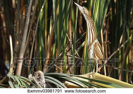 "Little Bittern (Ixobrychus minutus), young bird, Lake Kuhnau, Dessau-Rosslau, Saxony-Anhalt, Germany, Europe" View Large Photo Image Stock Image - "Little Bittern (Ixobrychus minutus), young bird, Lake Kuhnau, Dessau-Rosslau, Saxony-Anhalt, Germany, Europe". Fotosearch