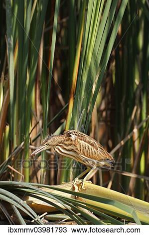 "Little Bittern (Ixobrychus minutus), young bird hunting for insects, Lake Kuhnau, Dessau-Rosslau, Saxony-Anhalt, Germany, Europe" View Large Photo Image Stock Image - "Little Bittern (Ixobrychus minutus), young bird hunting for insects, Lake Kuhnau, Dessau-Rosslau, Saxony-Anhalt, Germany, Europe". Fotosearch