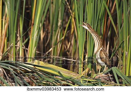 "Little Bittern (Ixobrychus minutus), juvenile bird regurgitating at the reed edge, Kuhnauer See lake, Dessau-Rosslau, Saxony-Anhalt, Germany, Europe" View Large Photo Image Stock Image - "Little Bittern (Ixobrychus minutus), juvenile bird regurgitating at the reed edge, Kuhnauer See lake, Dessau-Rosslau, Saxony-Anhalt, Germany, Europe". Fotosearch