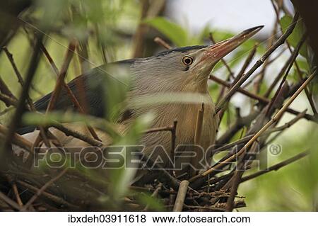 "Little Bittern (Ixobrychus minutus), Alpine Zoo Innsbruck, Austria, Europe" View Large Photo Image Stock Photo - "Little Bittern (Ixobrychus minutus), Alpine Zoo Innsbruck, Austria, Europe". Fotosearch
