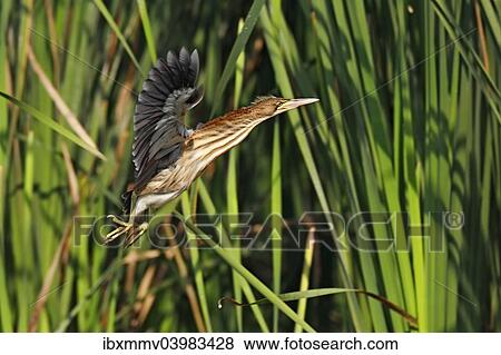 Stock Photo - "Little Bittern (Ixobrychus minutus), juvenile bird in flight, Kuhnauer See lake, Dessau-Rosslau, Saxony-Anhalt, Germany, Europe". Fotosearch