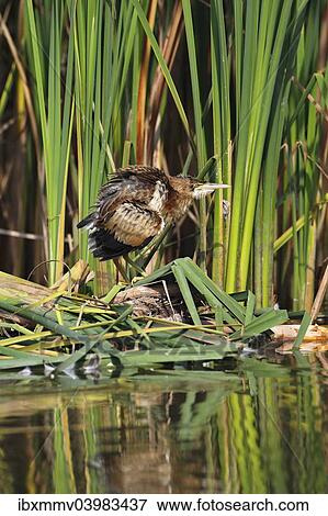 "Little Bittern (Ixobrychus minutus), juvenile bird in threatening posture at the reed edge, Kuhnauer See lake, Dessau-Rosslau, Saxony-Anhalt, Germany, Europe" View Large Photo Image Stock Photo - "Little Bittern (Ixobrychus minutus), juvenile bird in threatening posture at the reed edge, Kuhnauer See lake, Dessau-Rosslau, Saxony-Anhalt, Germany, Europe". Fotosearch