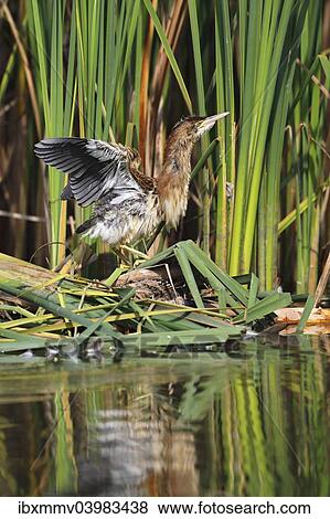 "Little Bittern (Ixobrychus minutus), juvenile bird in threatening posture at the reed edge, Kuhnauer See lake, Dessau-Rosslau, Saxony-Anhalt, Germany, Europe" View Large Photo Image Stock Photo - "Little Bittern (Ixobrychus minutus), juvenile bird in threatening posture at the reed edge, Kuhnauer See lake, Dessau-Rosslau, Saxony-Anhalt, Germany, Europe". Fotosearch