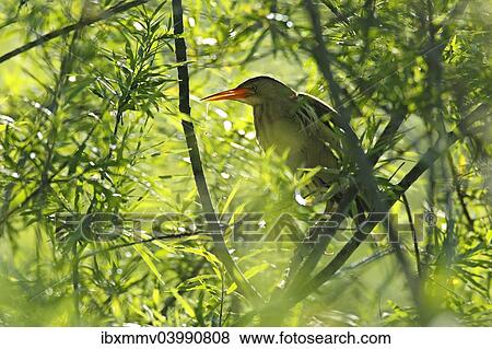 "Little Bittern (Ixobrychus minutus), male in the backlight in a willow, Saxony-Anhalt, Germany, Europe" View Large Photo Image Stock Photo - "Little Bittern (Ixobrychus minutus), male in the backlight in a willow, Saxony-Anhalt, Germany, Europe". Fotosearch