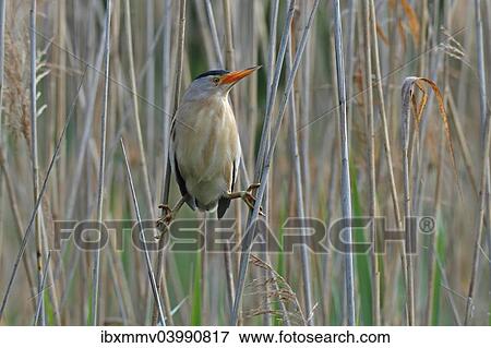 "Little Bittern (Ixobrychus minutus), male in the reeds, Lake Kuhnau, Dessau-Rosslau, Saxony-Anhalt, Germany, Europe" View Large Photo Image Stock Photo - "Little Bittern (Ixobrychus minutus), male in the reeds, Lake Kuhnau, Dessau-Rosslau, Saxony-Anhalt, Germany, Europe". Fotosearch