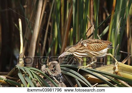 "Little Bittern (Ixobrychus minutus), young bird hunting for insects, Lake Kuhnau, Dessau-Rosslau, Saxony-Anhalt, Germany, Europe" View Large Photo Image Stock Photograph - "Little Bittern (Ixobrychus minutus), young bird hunting for insects, Lake Kuhnau, Dessau-Rosslau, Saxony-Anhalt, Germany, Europe". Fotosearch