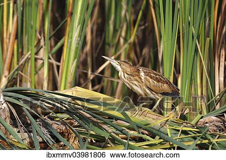 "Little Bittern (Ixobrychus minutus), young bird, Lake Kuhnau, Dessau-Rosslau, Saxony-Anhalt, Germany, Europe" View Large Photo Image Stock Photograph - "Little Bittern (Ixobrychus minutus), young bird, Lake Kuhnau, Dessau-Rosslau, Saxony-Anhalt, Germany, Europe". Fotosearch