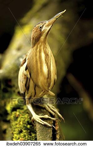 "Little Bittern (Ixobrychus minutus), Alpine Zoo Innsbruck, Austria, Europe" View Large Photo Image Stock Photography - "Little Bittern (Ixobrychus minutus), Alpine Zoo Innsbruck, Austria, Europe". Fotosearch