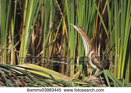 "Little Bittern (Ixobrychus minutus), juvenile bird in its habitat at the reed edge, Kuhnauer See lake, Dessau-Rosslau, Saxony-Anhalt, Germany, Europe" View Large Photo Image Stock Photography - "Little Bittern (Ixobrychus minutus), juvenile bird in its habitat at the reed edge, Kuhnauer See lake, Dessau-Rosslau, Saxony-Anhalt, Germany, Europe". Fotosearch