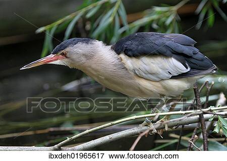 "Little Bitternh(Ixobrychus minutus), Austria, Europe" View Large Photo Image Stock Photo - "Little Bitternh(Ixobrychus minutus), Austria, Europe". Fotosearch