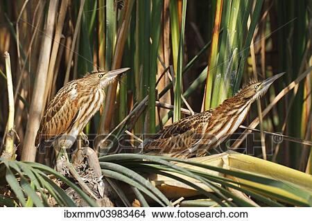 "Little Bitterns (Ixobrychus minutus), two juvenile birds at the reed edge, Kuhnauer See lake, Dessau-Rosslau, Saxony-Anhalt, Germany, Europe" View Large Photo Image Picture - "Little Bitterns (Ixobrychus minutus), two juvenile birds at the reed edge, Kuhnauer See lake, Dessau-Rosslau, Saxony-Anhalt, Germany, Europe". Fotosearch