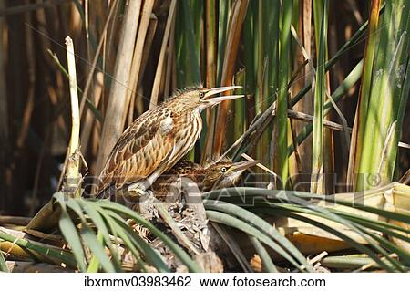 Stock Image - "Little Bitterns (Ixobrychus minutus), two juvenile birds at the reed edge, Kuhnauer See lake, Dessau-Rosslau, Saxony-Anhalt, Germany, Europe". Fotosearch