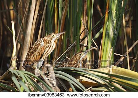 "Little Bitterns (Ixobrychus minutus), two juvenile birds at the reed edge, Kuhnauer See lake, Dessau-Rosslau, Saxony-Anhalt, Germany, Europe" View Large Photo Image Stock Image - "Little Bitterns (Ixobrychus minutus), two juvenile birds at the reed edge, Kuhnauer See lake, Dessau-Rosslau, Saxony-Anhalt, Germany, Europe". Fotosearch
