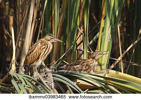 "Little Bitterns (Ixobrychus minutus), two juvenile birds at the reed edge, Kuhnauer See lake, Dessau-Rosslau, Saxony-Anhalt, Germany, Europe" View Large Photo Image Stock Photography - "Little Bitterns (Ixobrychus minutus), two juvenile birds at the reed edge, Kuhnauer See lake, Dessau-Rosslau, Saxony-Anhalt, Germany, Europe". Fotosearch