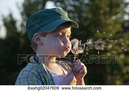 Stock Photo - "Little boy blowing dandelion clocks, Hohnstorf, Lower Saxony, Germany, Europe". Fotosearch