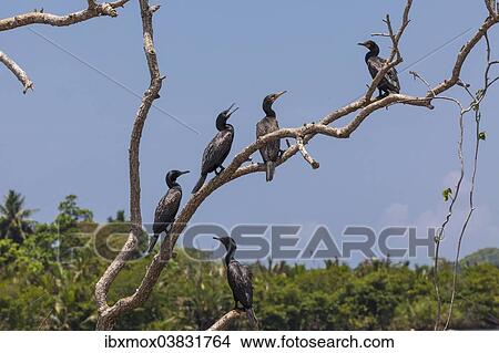 Picture - "Little Cormorants (Phalacrocorax niger) perched on a tree, nature reserve near Godahena, Galle region, Southern Province, Sri Lanka, Asia". Fotosearch