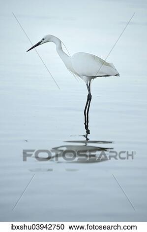 Stock Image - "Little Egret (Egretta garzetta), Lake Zug, Canton Zug, Switzerland, Europe". Fotosearch