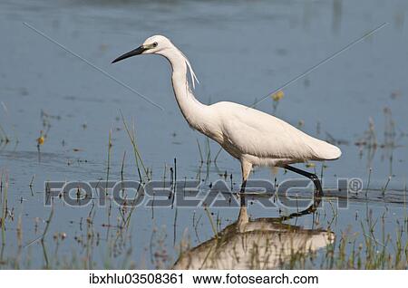 "Little Egret (Egretta garzetta) foraging for food, Lake Kerkini, Central Macedonia, Greece, Europe" View Large Photo Image Stock Image - "Little Egret (Egretta garzetta) foraging for food, Lake Kerkini, Central Macedonia, Greece, Europe". Fotosearch