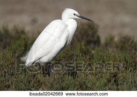 "Little Egret (Egretta garzetta) standing amonst water plants at a stretch of water, Camargue, France, Europe" View Large Photo Image Stock Photo - "Little Egret (Egretta garzetta) standing amonst water plants at a stretch of water, Camargue, France, Europe". Fotosearch