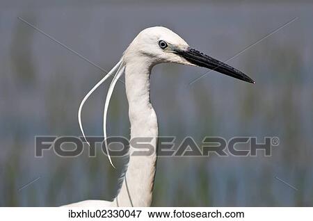 Stock Photo - "Little Egret (Egretta garzetta), portrait, Lake Kerkini, Greece, Europe". Fotosearch