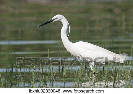 Stock Photo - "Little Egret (Egretta garzetta), foraging, Lake Kerkini, Greece, Europe". Fotosearch