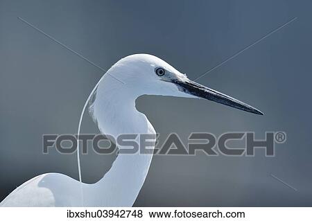 "Little Egret (Egretta garzetta), Canton Zug, Switzerland, Europe" View Large Photo Image Stock Photo - "Little Egret (Egretta garzetta), Canton Zug, Switzerland, Europe". Fotosearch