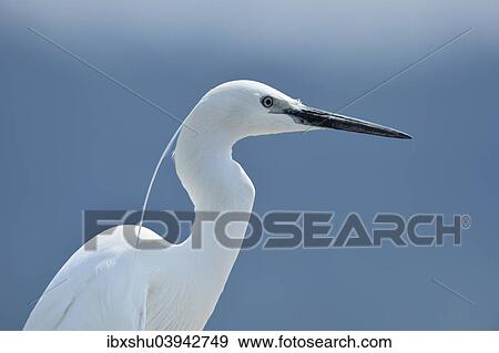 "Little Egret (Egretta garzetta), Canton Zug, Switzerland, Europe" View Large Photo Image Stock Photo - "Little Egret (Egretta garzetta), Canton Zug, Switzerland, Europe". Fotosearch