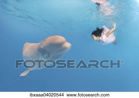 "Little girl wearing a pink dress diving near a Beluga Whale (Delphinapterus leucas), dolphinarium, Odessa, Ukraine, Europe" View Large Photo Image Picture - "Little girl wearing a pink dress diving near a Beluga Whale (Delphinapterus leucas), dolphinarium, Odessa, Ukraine, Europe". Fotosearch