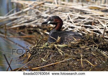 "Little Grebe (Tachybaptus ruficollis) perched on the nest, Burgenland, Austria, Europe" View Large Photo Image Picture - "Little Grebe (Tachybaptus ruficollis) perched on the nest, Burgenland, Austria, Europe". Fotosearch
