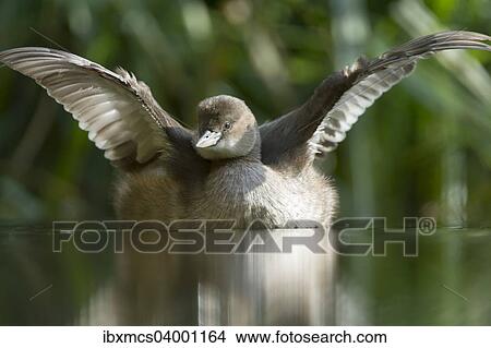 "Little Grebe (Tachybaptus ruficollis), female" View Large Photo Image Picture - "Little Grebe (Tachybaptus ruficollis), female". Fotosearch