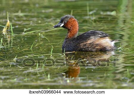 "Little Grebe (Tachybaptus ruficollis), Tyrol, Austria, Europe" View Large Photo Image Picture - "Little Grebe (Tachybaptus ruficollis), Tyrol, Austria, Europe". Fotosearch