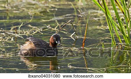 "Little Grebe (Tachybaptus ruficollis), Tyrol, Austria, Europe" View Large Photo Image Stock Image - "Little Grebe (Tachybaptus ruficollis), Tyrol, Austria, Europe". Fotosearch