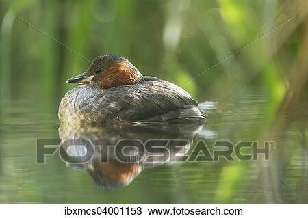 "Little Grebe (Tachybaptus ruficollis), male" View Large Photo Image Stock Image - "Little Grebe (Tachybaptus ruficollis), male". Fotosearch