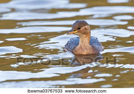 "Little Grebe (Tachybaptus ruficollis) in the water, North Hesse, Hesse, Germany, Europe" View Large Photo Image Stock Image - "Little Grebe (Tachybaptus ruficollis) in the water, North Hesse, Hesse, Germany, Europe". Fotosearch