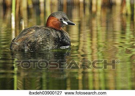 "Little Grebe (Tachybaptus ruficollis), Tyrol, Austria, Europe" View Large Photo Image Stock Photo - "Little Grebe (Tachybaptus ruficollis), Tyrol, Austria, Europe". Fotosearch
