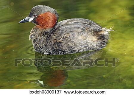 "Little Grebe (Tachybaptus ruficollis), Tyrol, Austria, Europe" View Large Photo Image Stock Photo - "Little Grebe (Tachybaptus ruficollis), Tyrol, Austria, Europe". Fotosearch