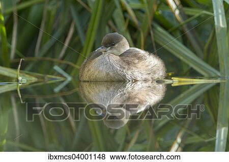 "Little Grebe (Tachybaptus ruficollis), female" View Large Photo Image Stock Photo - "Little Grebe (Tachybaptus ruficollis), female". Fotosearch