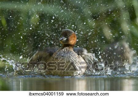 "Little Grebe (Tachybaptus ruficollis), male" View Large Photo Image Stock Photo - "Little Grebe (Tachybaptus ruficollis), male". Fotosearch