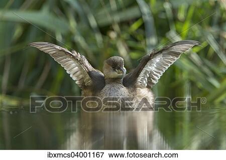 "Little Grebe (Tachybaptus ruficollis), female" View Large Photo Image Stock Photo - "Little Grebe (Tachybaptus ruficollis), female". Fotosearch