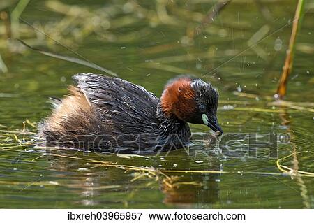 "Little Grebe (Tachybaptus ruficollis), Tyrol, Austria, Europe" View Large Photo Image Stock Photo - "Little Grebe (Tachybaptus ruficollis), Tyrol, Austria, Europe". Fotosearch