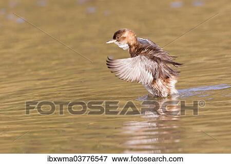 "Little Grebe (Tachybaptus ruficollis) flapping its wings, Hesse, Germany, Europe" View Large Photo Image Stock Photo - "Little Grebe (Tachybaptus ruficollis) flapping its wings, Hesse, Germany, Europe". Fotosearch