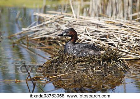 "Little Grebe (Tachybaptus ruficollis) perched on the nest, Burgenland, Austria, Europe" View Large Photo Image Stock Photograph - "Little Grebe (Tachybaptus ruficollis) perched on the nest, Burgenland, Austria, Europe". Fotosearch