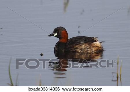 "Little Grebe (Tachybaptus ruficollis) on water, Burgenland, Austria, Europe" View Large Photo Image Stock Photograph - "Little Grebe (Tachybaptus ruficollis) on water, Burgenland, Austria, Europe". Fotosearch