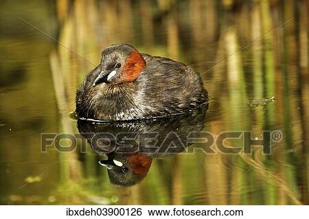 "Little Grebe (Tachybaptus ruficollis), Tyrol, Austria, Europe" View Large Photo Image Stock Photograph - "Little Grebe (Tachybaptus ruficollis), Tyrol, Austria, Europe". Fotosearch