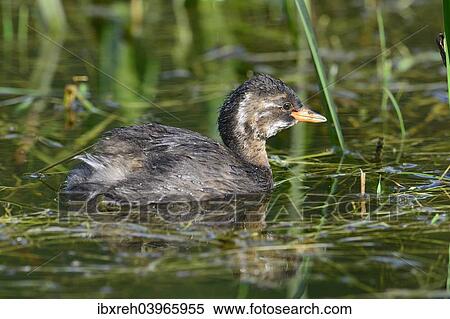 "Little Grebe (Tachybaptus ruficollis), juvenile, Tyrol, Austria, Europe" View Large Photo Image Stock Photography - "Little Grebe (Tachybaptus ruficollis), juvenile, Tyrol, Austria, Europe". Fotosearch