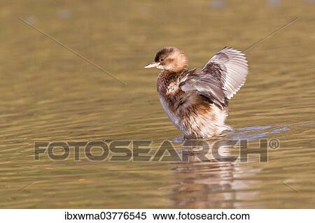 "Little Grebe (Tachybaptus ruficollis) flapping its wings, Hesse, Germany, Europe" View Large Photo Image Stock Photography - "Little Grebe (Tachybaptus ruficollis) flapping its wings, Hesse, Germany, Europe". Fotosearch