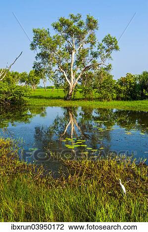 Stock Image - "Little lake, Kakadu National Park, Northern Territory, Australia, Oceania". Fotosearch
