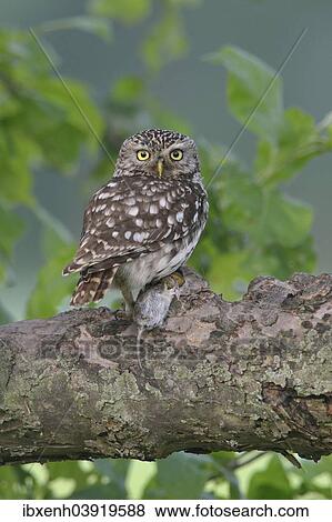 "Little Owl (Athene noctua), Emsland, Lower Saxony, Germany, Europe" View Large Photo Image Stock Photo - "Little Owl (Athene noctua), Emsland, Lower Saxony, Germany, Europe". Fotosearch